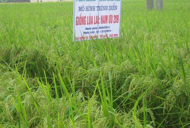 Thêm một giống lúa lai thơm