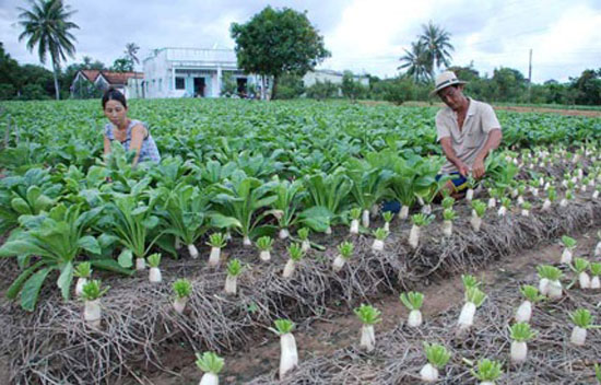 Trồng cải củ trên rơm mang lại hiệu quả kinh tế cao