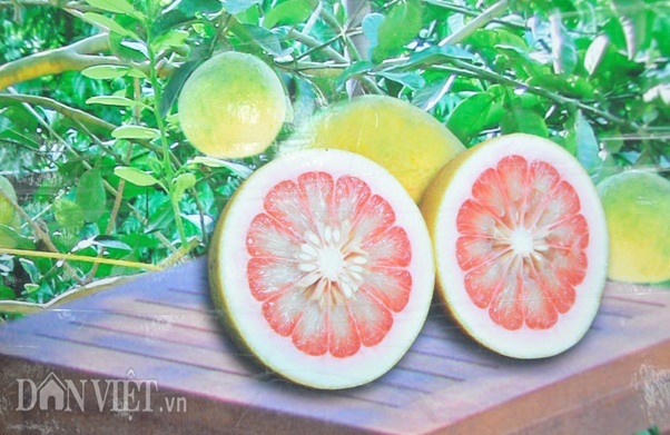 Trồng cây tiền tỷ: Độc đáo giống bưởi Mỹ Nhân mịn như da thiếu nữ