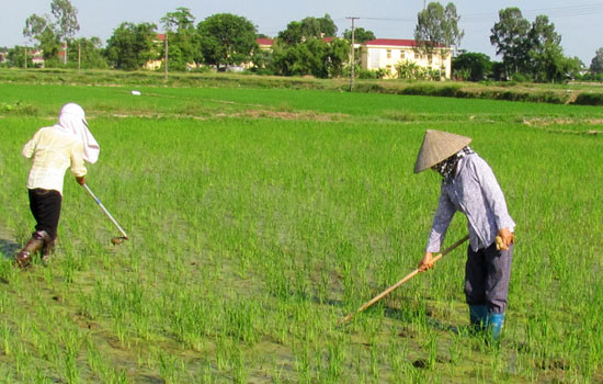 Biện pháp phòng trừ rong rêu hại lúa xuân