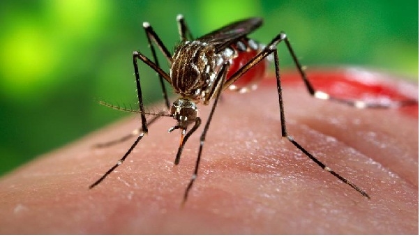 Dấu hiệu và cách phòng tránh virus Zika