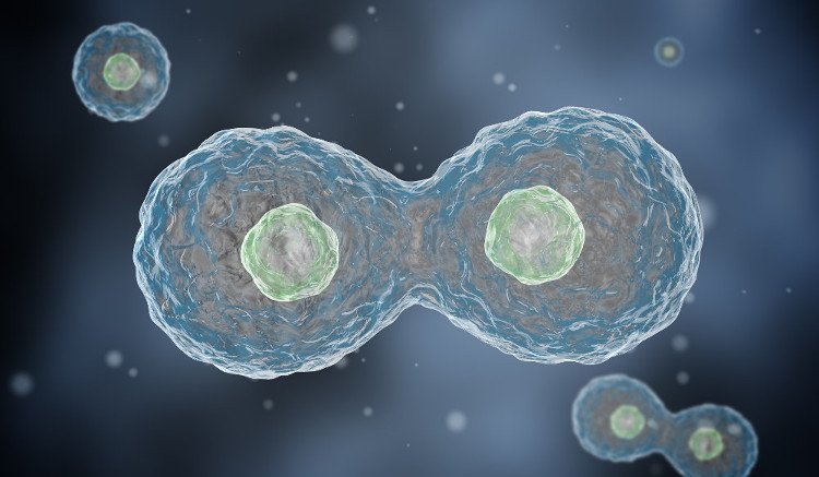 Thay đổi quá trình sao chép của DNA có thể tiêu diệt tế bào ung thư