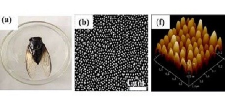 Thiết kế pin mặt trời hiệu quả lấy cảm hứng từ cấu trúc nano của cánh ve sầu