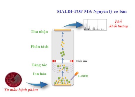 Giới thiệu phương pháp định danh vi sinh vật theo khoa học hiện đại