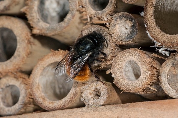 Loài ong sử dụng nhựa làm tổ thay cho lá