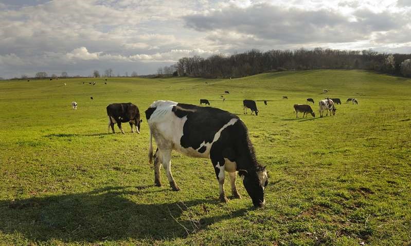 Dư lượng kháng sinh trong chất thải gia súc làm mất cân bằng hệ sinh thái đất