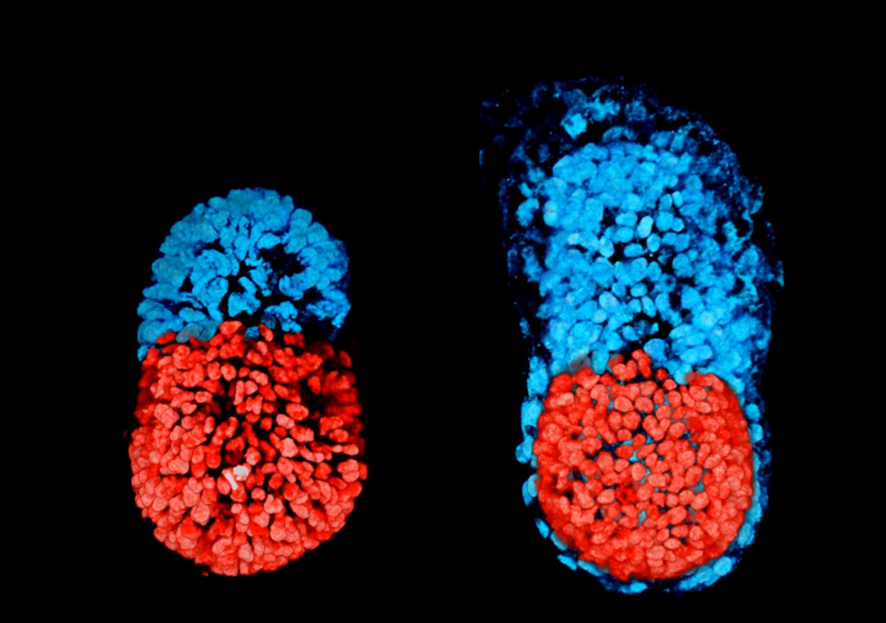 Lần đầu tiên, các nhà khoa học tạo ra phôi chuột nhân tạo từ tế bào gốc