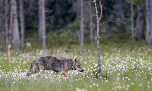 Đàn sói đầu tiên xuất hiện tại Đan Mạch sau 200 năm