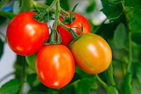 Nghiên cứu chọn tạo giống cà chua lai F1 phục vụ nội tiêu và xuất khẩu cho các tỉnh phía Bắc