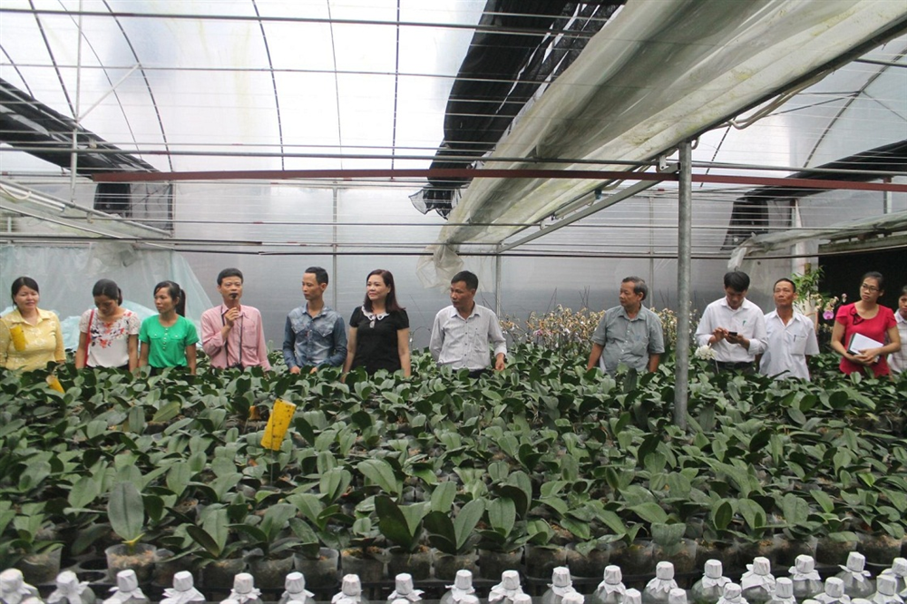 Hải Phòng - Lâm Đồng: Hợp tác phát triển nông nghiệp ứng dụng công nghệ cao, nông nghiệp an toàn
