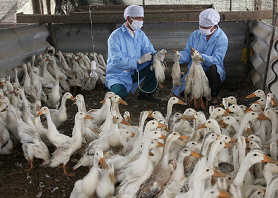 Không chủ quan với cúm gia cầm H5N6