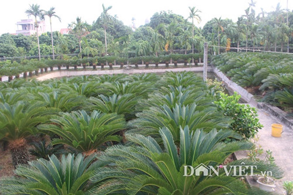 Trồng vạn tuế cho thu nhập khá