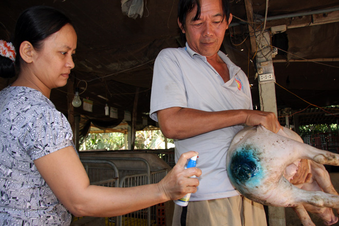 Hiện tượng lợn cắn đuôi nhau