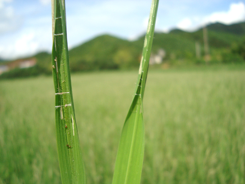 Phòng trừ sâu cuốn lá nhỏ hại lúa mùa