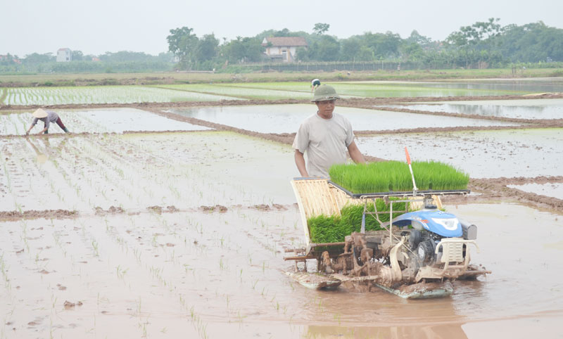 Một số kỹ thuật để các phương thức gieo cấy mới phát huy hiệu quả