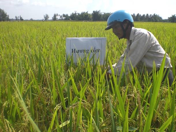 Giống lúa Hương cốm 4