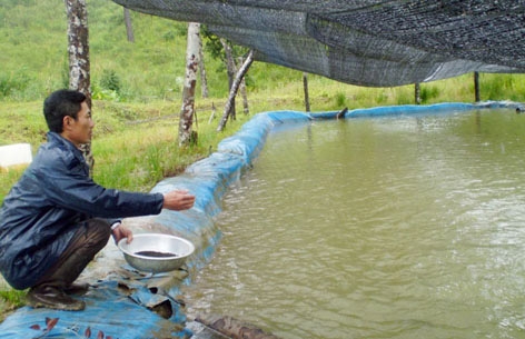 Một số lưu ý trong chăm sóc nuôi dưỡng cá khi lưu giữ qua đông