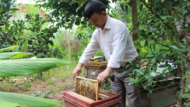 Nuôi ong VietGAP, mỗi năm thu hơn 2 nghìn lít mật sạch
