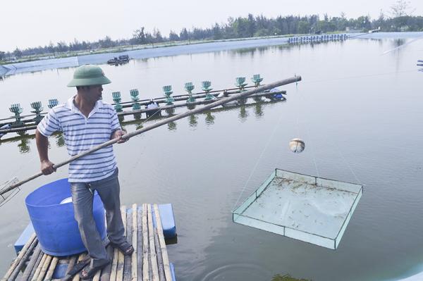 Những điều cần lưu ý khi nuôi tôm nước lợ vụ đông ở miền Bắc