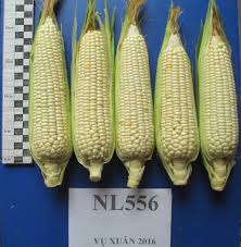 Giống ngô nếp VN556