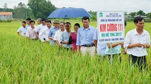 Giống lúa thuần Kim Cương 111