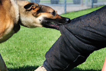 Kỹ năng tự vệ cần thiết khi bị chó dữ tấn công