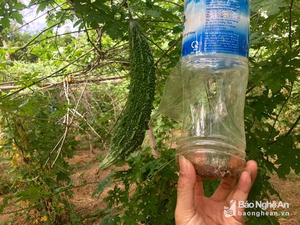 Dùng bả sinh học nhử côn trùng vào chai