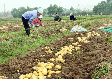 Giới thiệu giống khoai tây mới cho vụ Đông