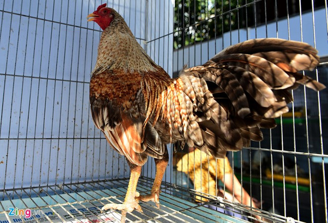 Làm giàu từ mô hình nuôi gà vảy rồng
