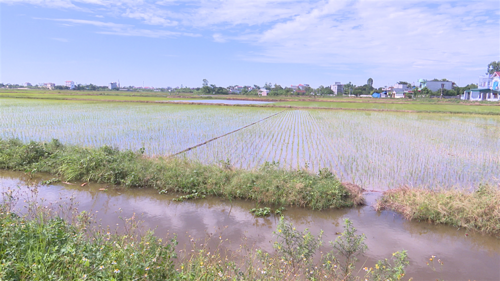 Chống nóng cho mạ, lúa mới cấy