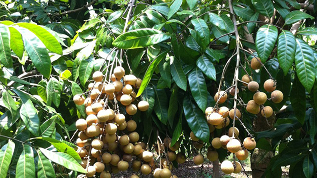 Một số giống nhãn đặc sản
