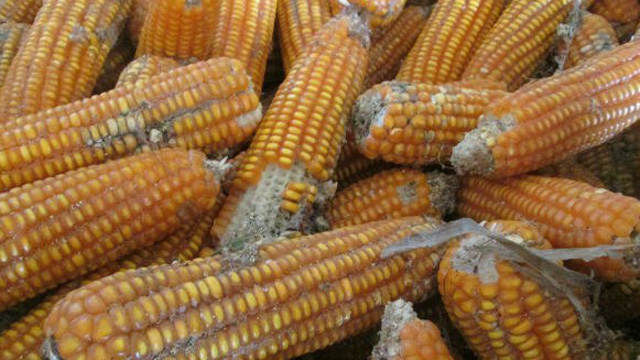 Khắc phục gia cầm nhiễm độc Aflatoxin