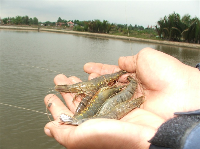 Chủ động phòng ngừa dịch bệnh trên tôm thời điểm giao mùa