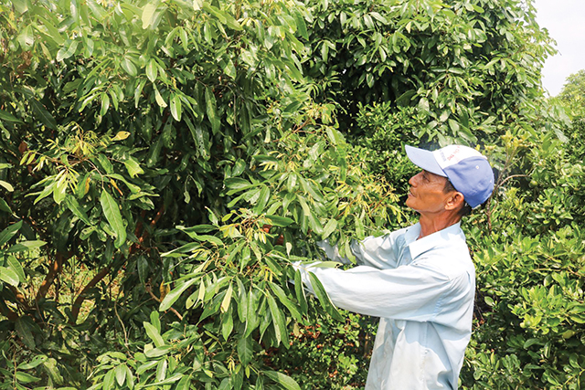 Kỹ thuật chăm sóc và bón phân cho cây nhãn sau thu hoạch