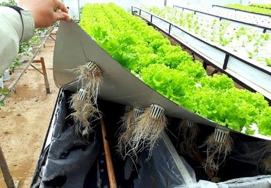 Cách trồng rau sạch bằng phương pháp khí canh mỗi nhà có thể áp dụng