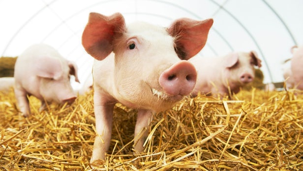 Cấy ghép thành công phổi sinh học vào lợn
