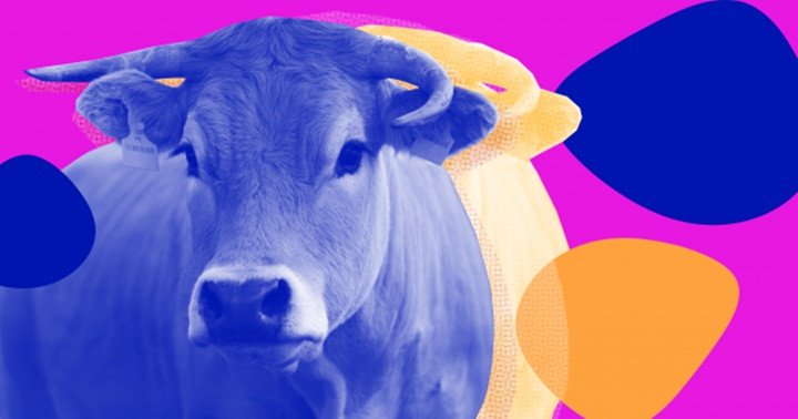 Can thiệp vào khuẩn đường ruột của loài bò có thể mang lại nhiều thịt hơn và giảm ô nhiễm