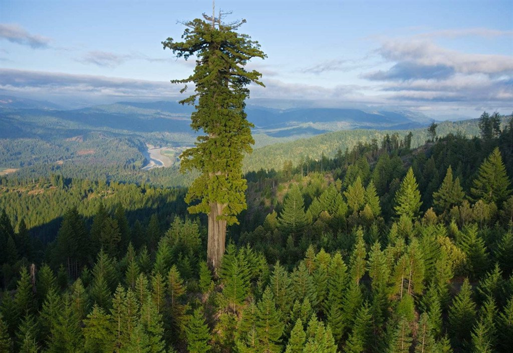 Những cây gỗ đỏ cổ xưa cao nhất thế giới