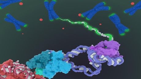 Enzyme giúp chống lão hóa và ung thư