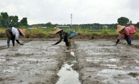 Phát thải khí nhà kính từ các cánh đồng lúa có thể cao gấp 2 lần ước tính trước đây