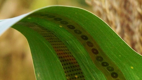 Cảm biến graphene nhận biết cây trồng thiếu nước