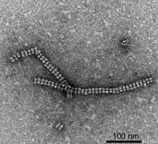 Ống nano làm từ tinh thể protein: Đột phá trong kỹ thuật phân tử sinh học