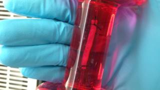 Cấy ghép thực quản nuôi cấy tại phòng thí nghiệm trên chuột