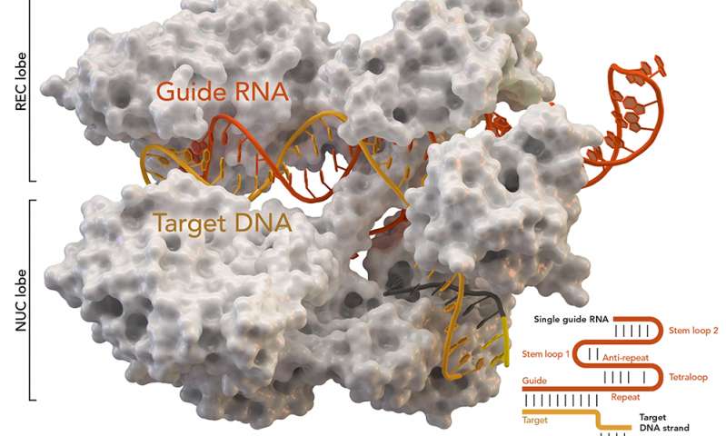 Nghiên cứu lớn nhất về đột biến CRISPR-Cas9 tạo ra công cụ dự đoán cho chỉnh sửa gen