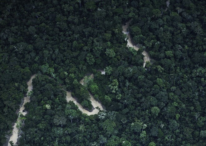 Hàng chục nghìn hécta rừng Amazon ở Peru bị tàn phá nghiêm trọng