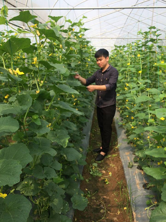 Ứng dụng KH&CN phát triển sản xuất nông nghiệp theo hướng nông nghiệp đô thị sinh thái