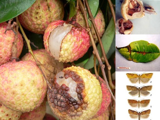 Hải Phòng: Ứng dụng công nghệ sinh học trong phòng trừ một số sâu bệnh hại chính trên cây vải xã Bát Trang, huyện An Lão