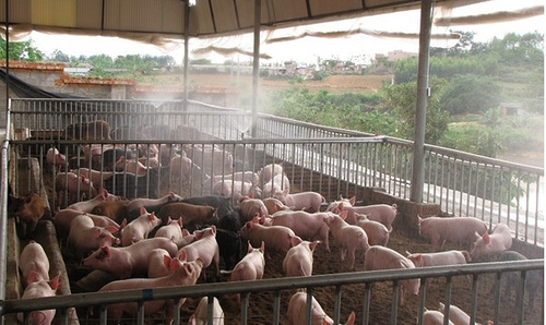 Hướng dẫn kỹ thuật chăn nuôi lợn, gà an toàn theo VietGAHP