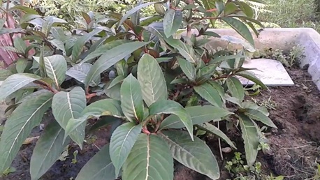 Nhân giống và trồng thử nghiệm thành công 4 loài cây thuốc tại Vườn Quốc gia Cát Bà