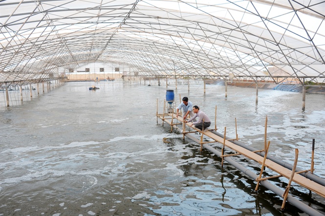 Nghiên cứu hoàn thiện quy trình nuôi thâm canh tôm thẻ chân trắng (Penaeus vannamei) hai giai đoạn bằng công nghệ Biofloc trong vùng nước lợ Hải Phòng
